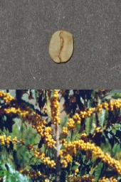 �C�G���[�u���{��