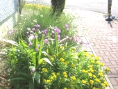 �r�[���Y��