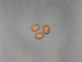 �R�[�q�[�������