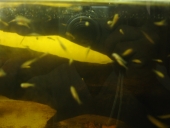 �A�N�e�B�u����