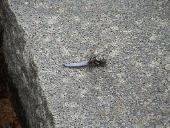 ���̖ؐ���